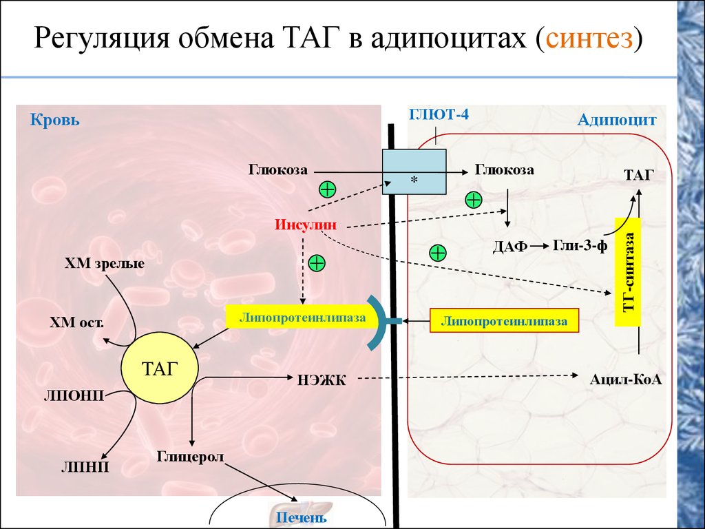 Синтез таг. Регуляция синтеза триацилглицеролов. Общая схема синтеза таг. Регуляторный фермент синтеза таг. Гормональная регуляция адипоцитов.