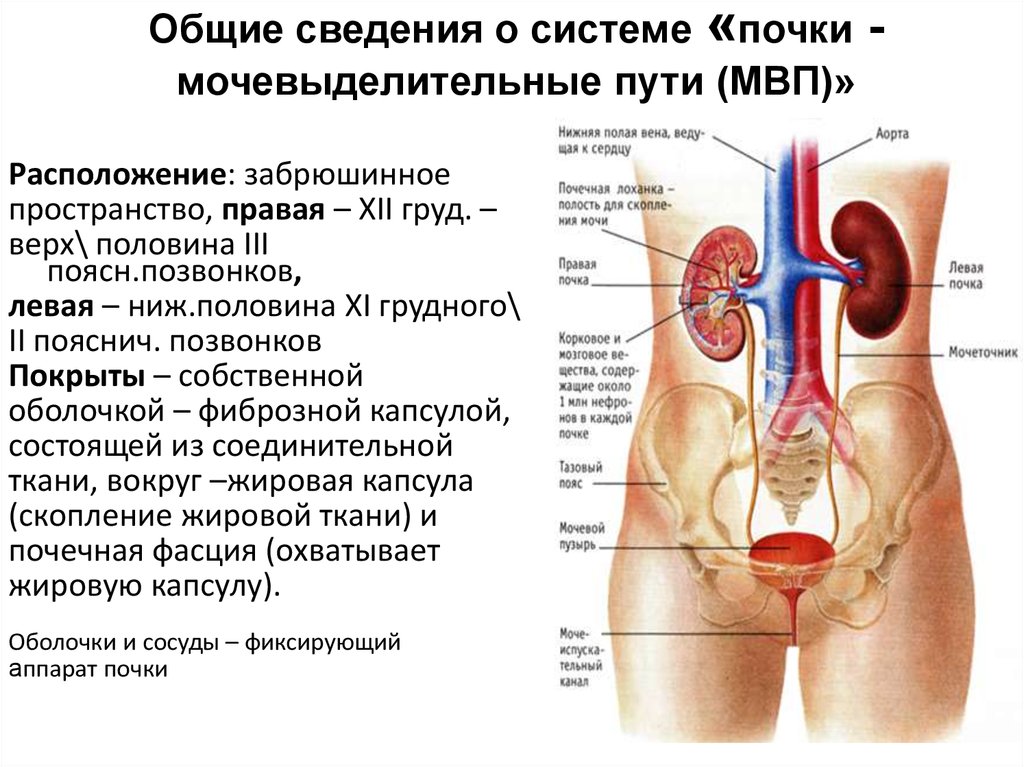 Мочевая система женщины в картинках