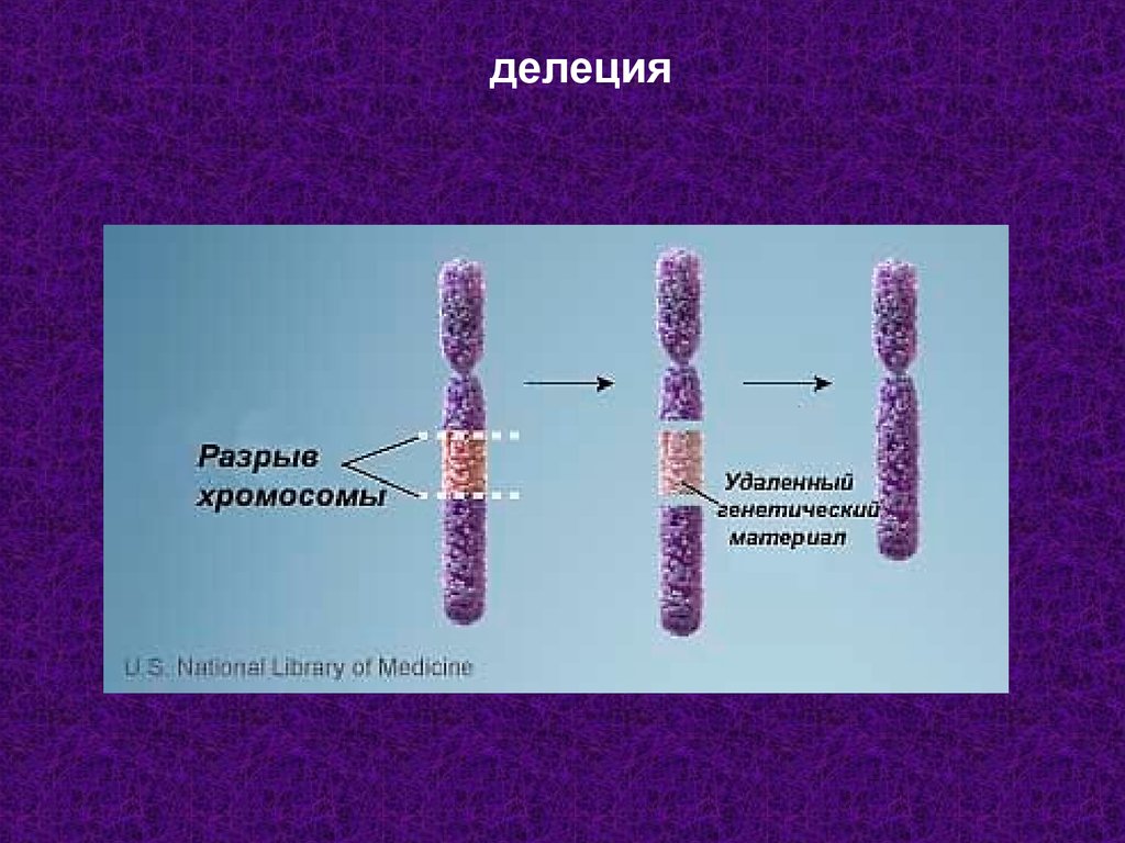 Удвоение участка хромосомы это. Хромосомные мутации делеция. Делеция и дупликация это хромосомные мутации. Делеция хромосомы рисунок. Генные мутации делеция инверсия дупликация.