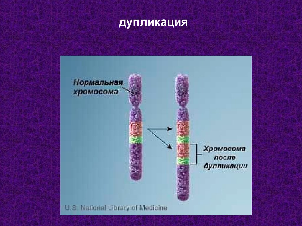 Делеция это. Дупликация участка хромосомы. Дупликация части хромосомы 21. Дубликация хромосомная мутация. Схема дупликации хромосом.