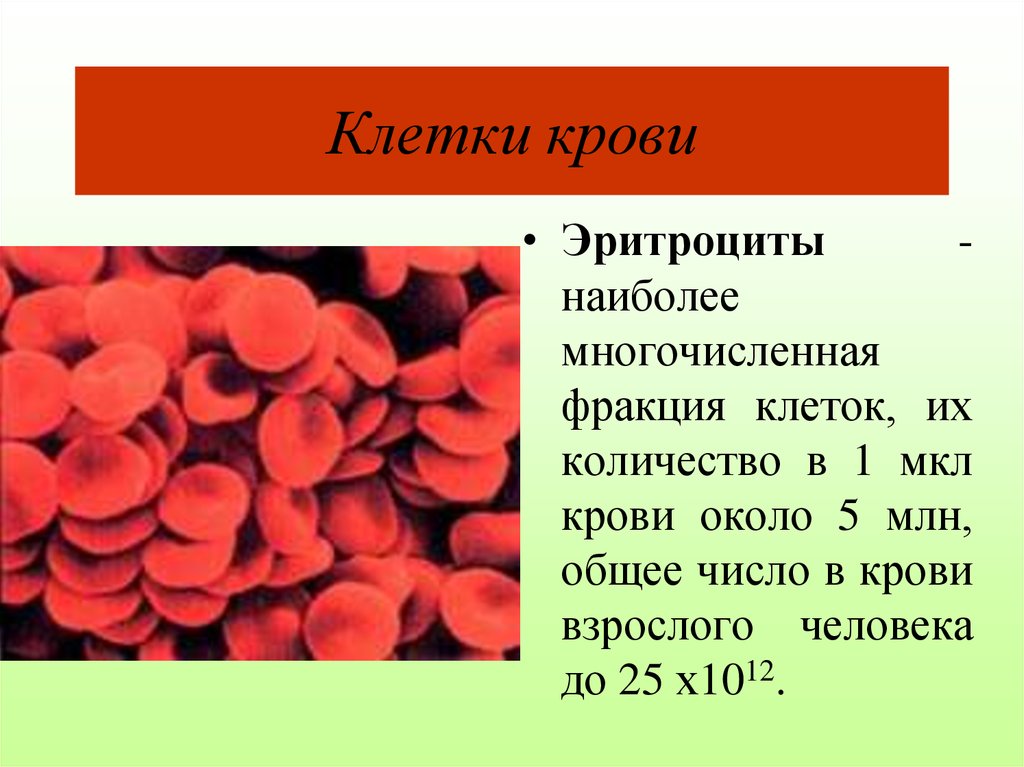 Эритроциты у мужчин после 50 лет. Клетки крови эритроциты лейкоциты тромбоциты рисунок. Кровяные тельца крови гистология. Самые крупные эритроциты у. Наиболее многочисленные клетки крови.