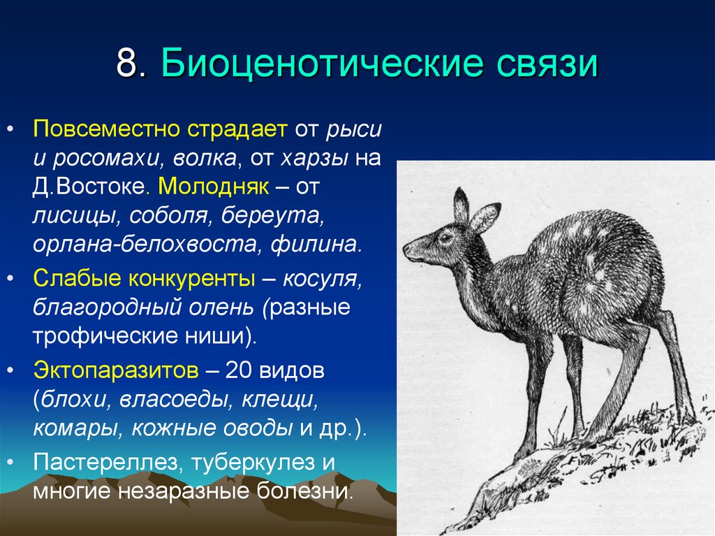 Сделайте описание по следующему плану. Экологическая ниша кабарги. Экологическая ниша косули. Биоценотические связи примеры. Кабарга животное экологическая ниша.