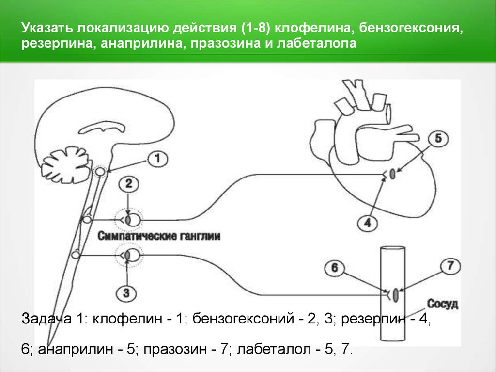 Укажите механизм действия