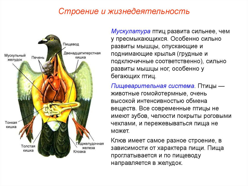 Каковы особенности мускулатуры птиц
