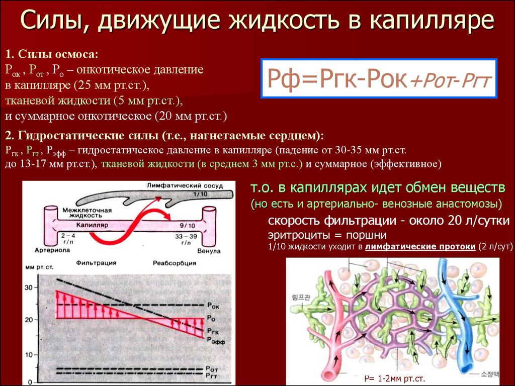 Скорость сосудов. Фильтрация в капиллярах. Давление в капиллярах физиология. Жидкость в капилляре.