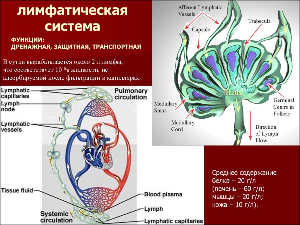 Строение физиология. Лимфатическая система животных. Лимфатическая система физиология. Физиология лимфатической системы человека. Строение лимфатической системы животных.