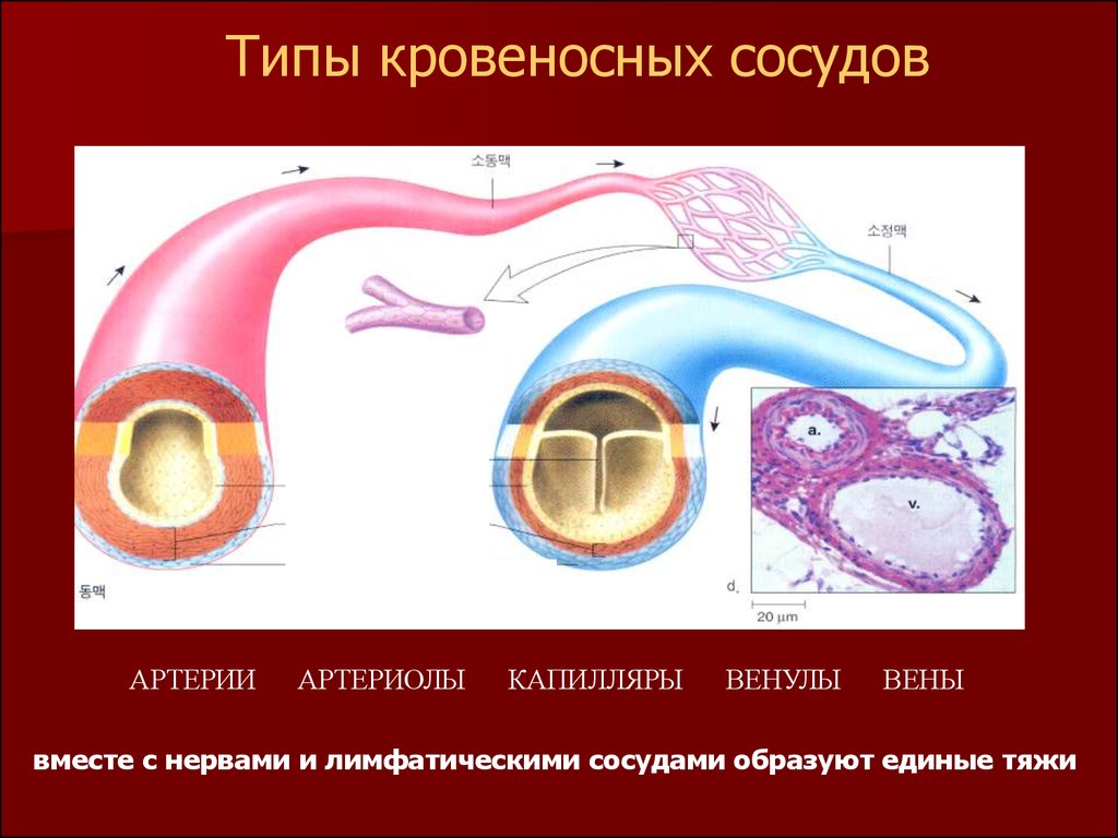 Кальций на стенках сосудов