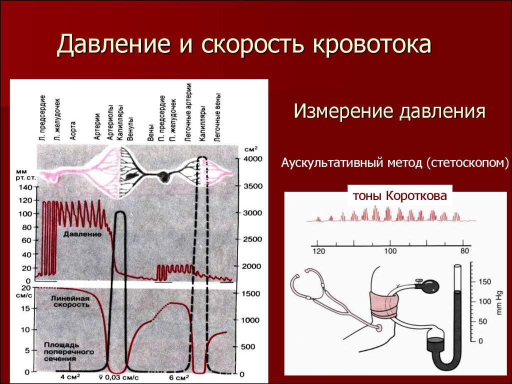 Измерение скорости кровотока. Методы измерения давления метод Короткова. Измерение ад тоны Короткова. Метод Короткова для измерения артериального давления тоны. Аускультативный метод измерения ад (метод Короткова).