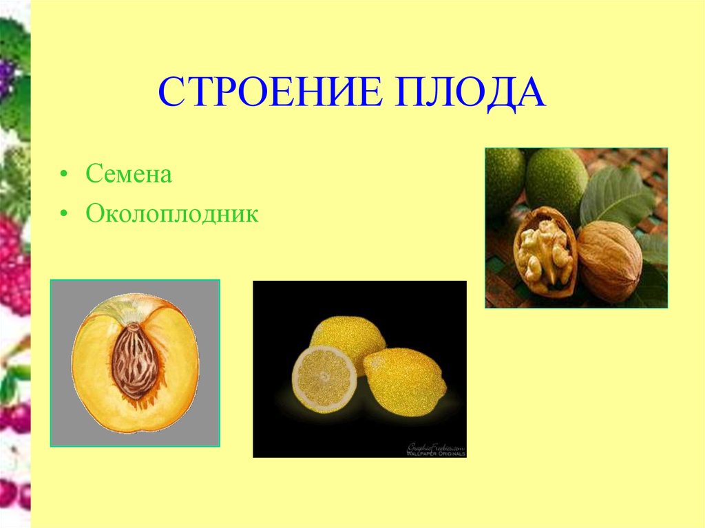 Семена образуются из околоплодника. Плод околоплодник. Околоплодник у растений. Кожистый околоплодник. Околоплодник Боба.