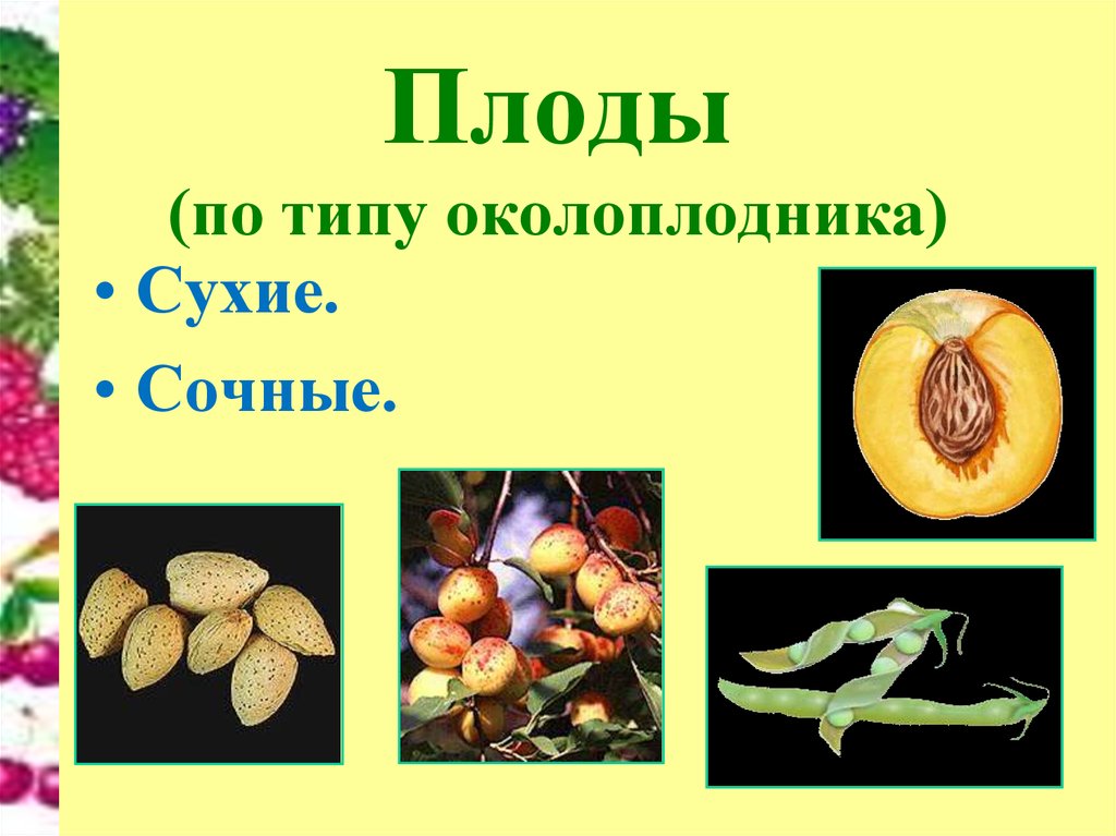 Что называют плодом. Плод околоплодник. Сухой околоплодник. Плоды по типу околоплодника. Разнообразие сочных плодов.