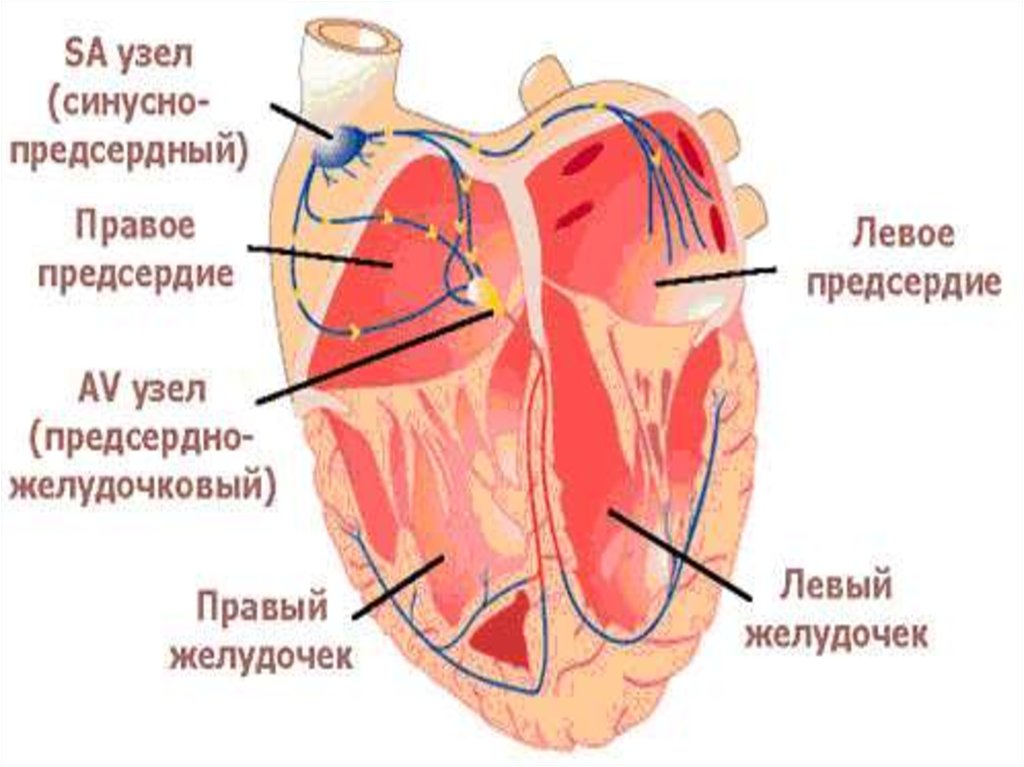 От левого предсердия к легким. Проводящая система сердца синусно предсердный узел. Синусно-предсердный узел расположен. Синусно-предсердный узел проводящей системы сердца располагается в:. Предсердно-желудочковый узел расположен.