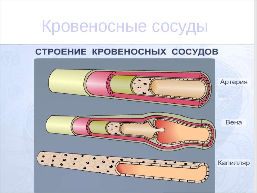 Кровеносные сосуды схема