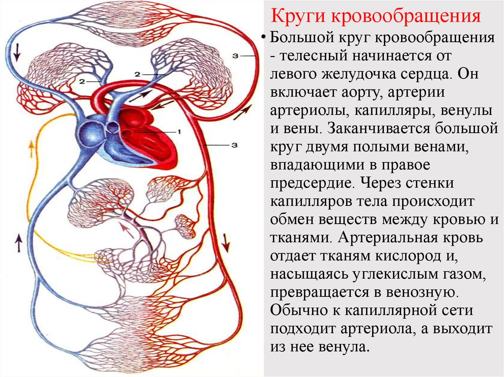 Большим кругом кровообращения называется. Круги кровообращения. Большой круг кровообращения. Артерии и вены большого круга кровообращения. Сосуды большого круга кровообращения артерии.