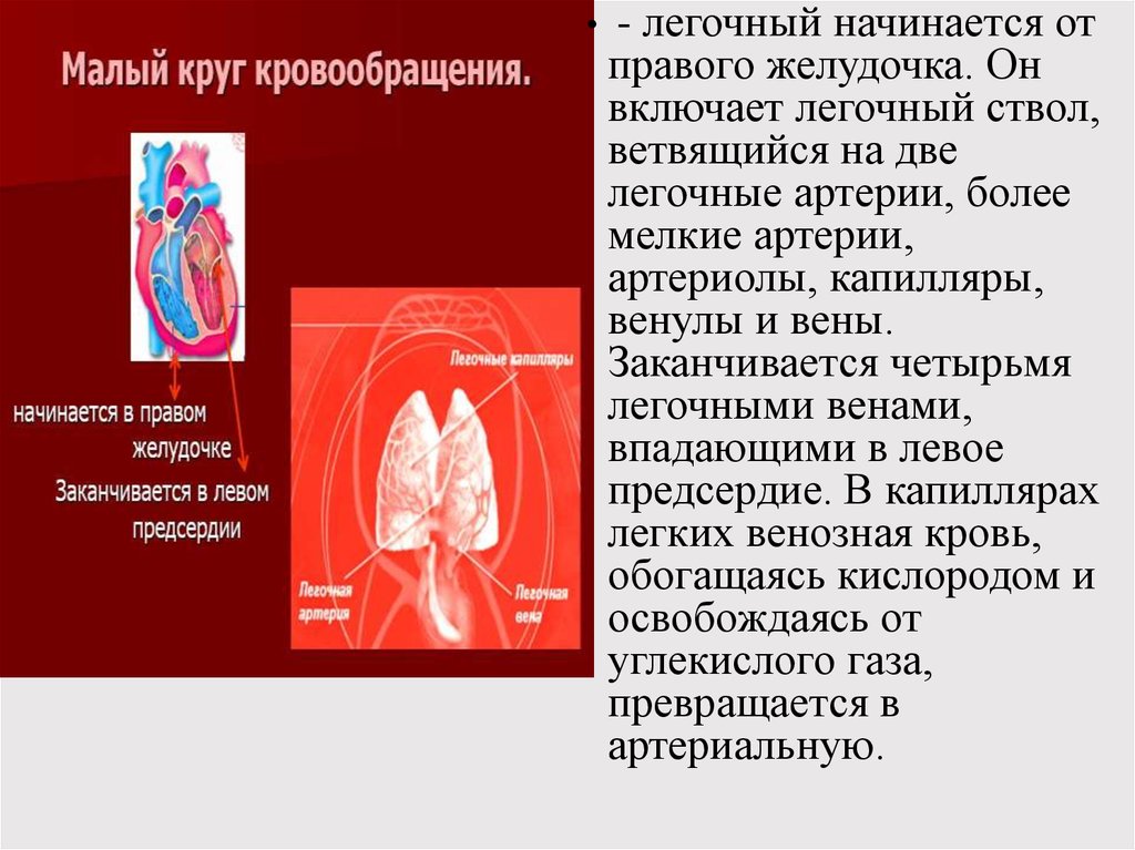 Легочный ствол круг кровообращения. Малый круг кровообращения анатомия. Малый круг кровообращения начинается легочным стволом. Легочной ствол начинается из.