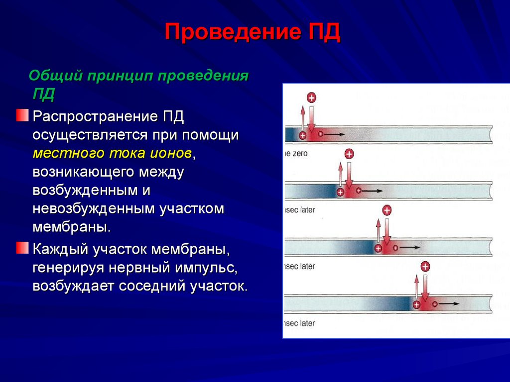 Принципы пд. Проведение Пд.