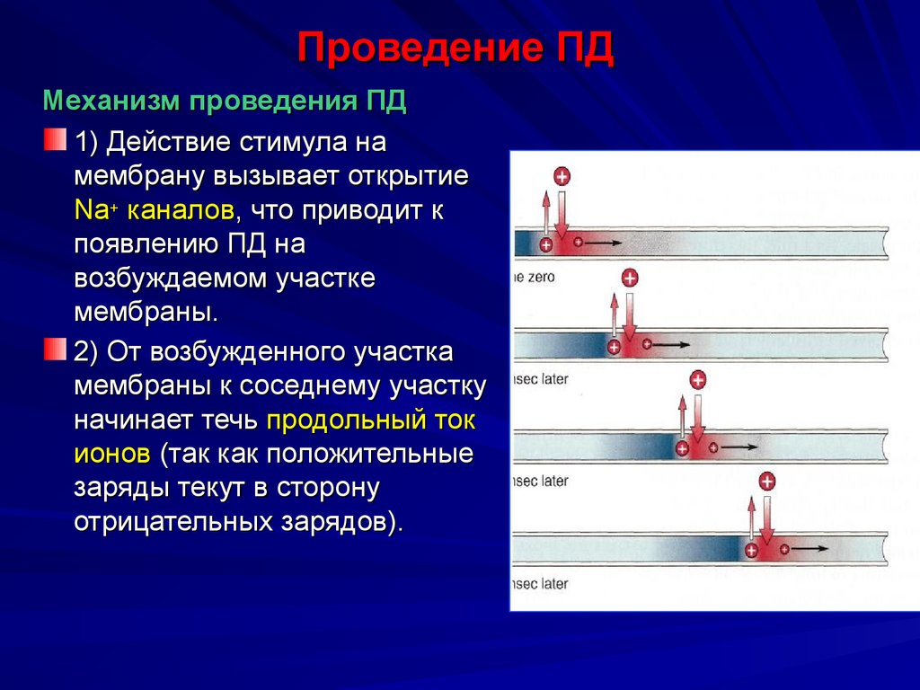 Использование пд. Механизм проведения потенциала действия. Проведение Пд и локальных потенциалов. Действия для Пд. Продольные токи.