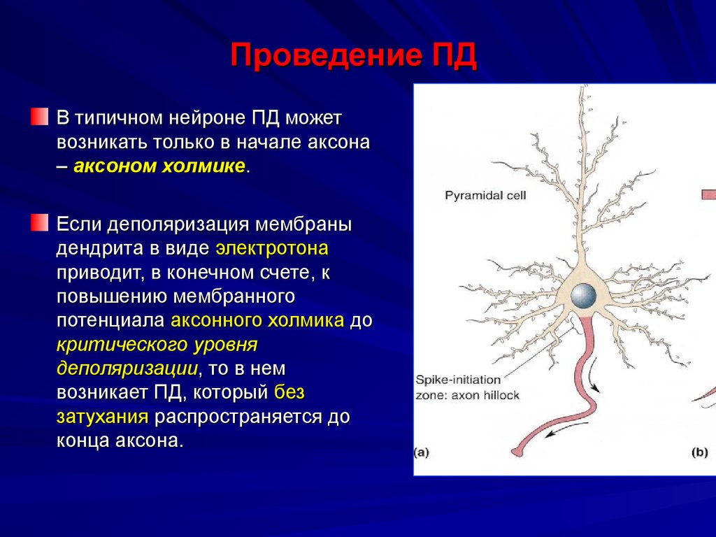 Проведение пд