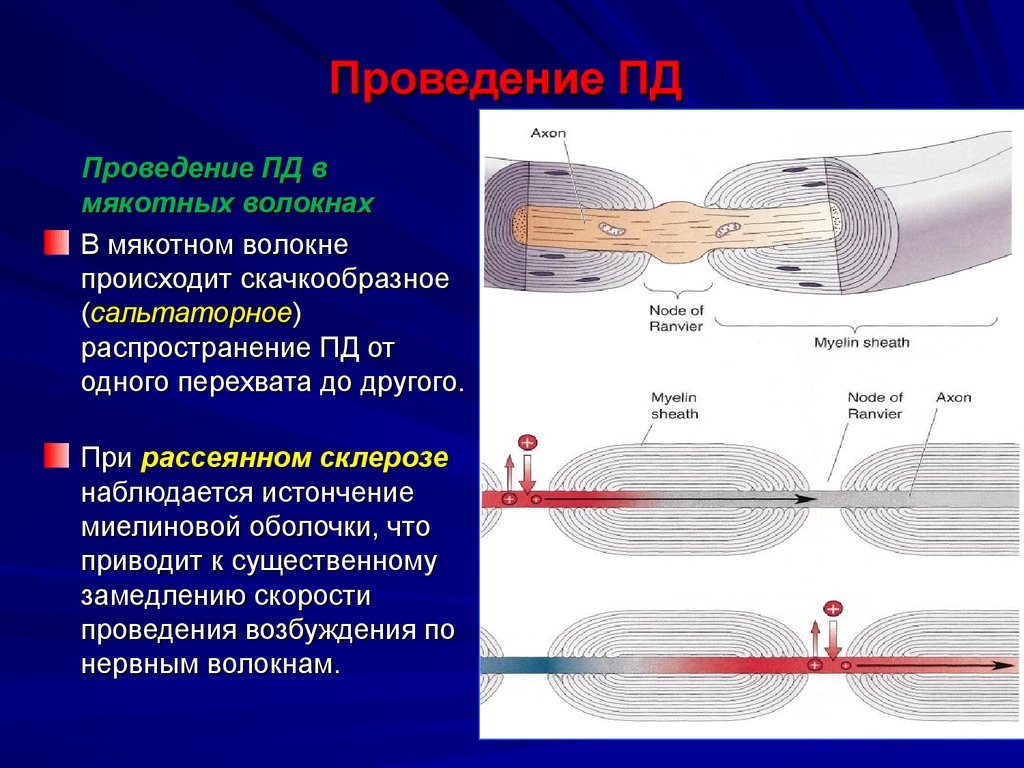 Принципы пд