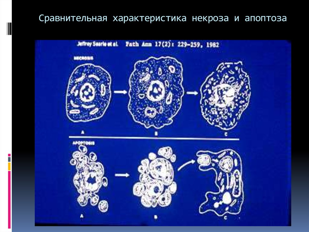 Презентация на тему некроз апоптоз