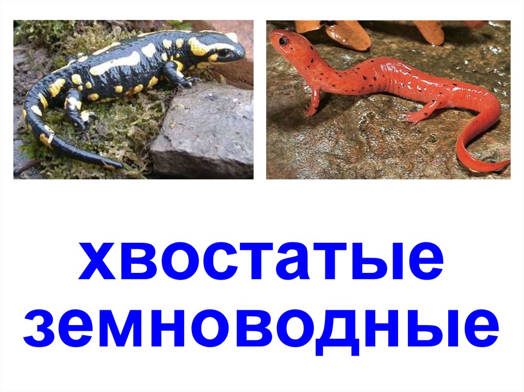 хвостатые земноводные