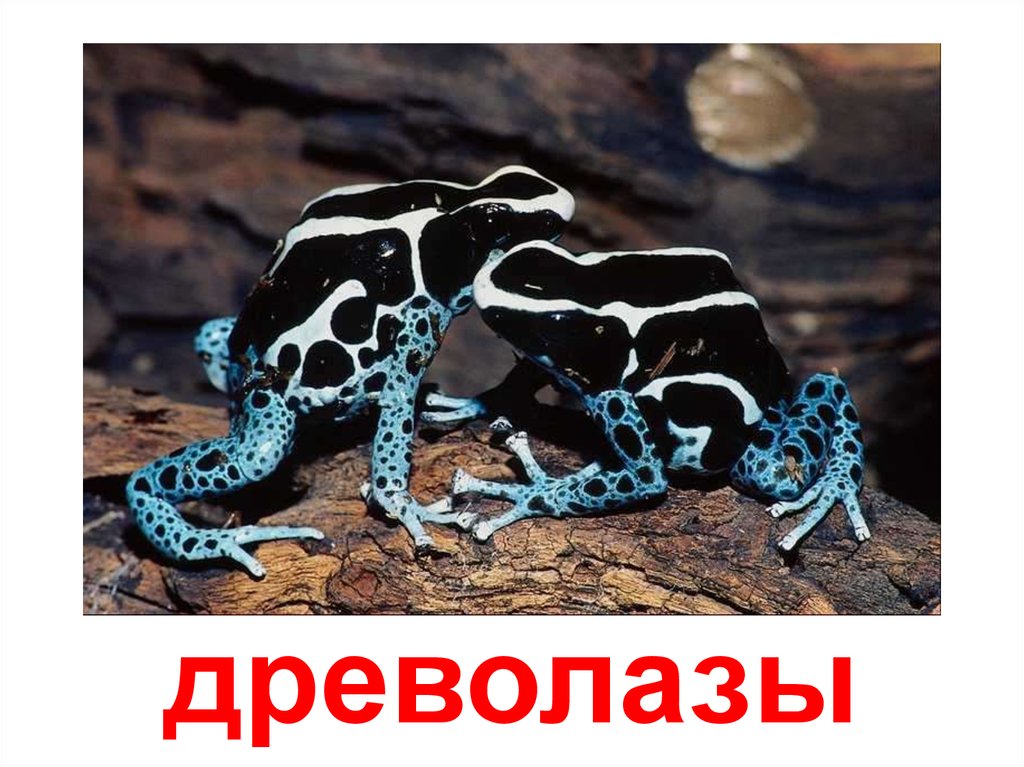 Бесхвостые земноводные - презентация онлайн