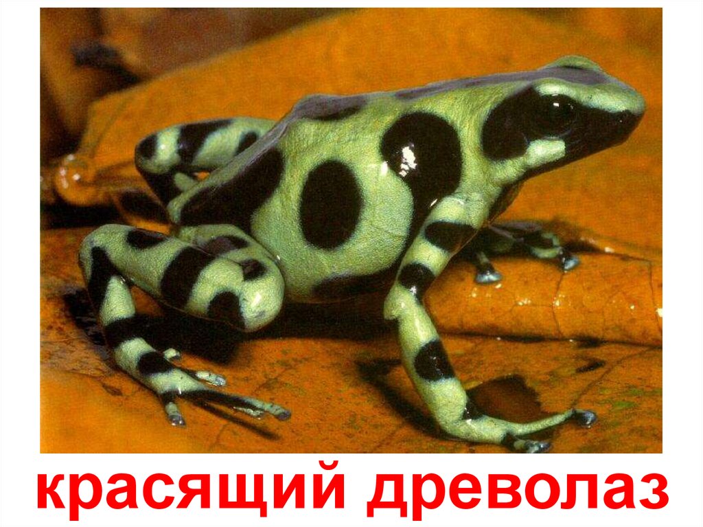 Бесхвостые земноводные - презентация онлайн