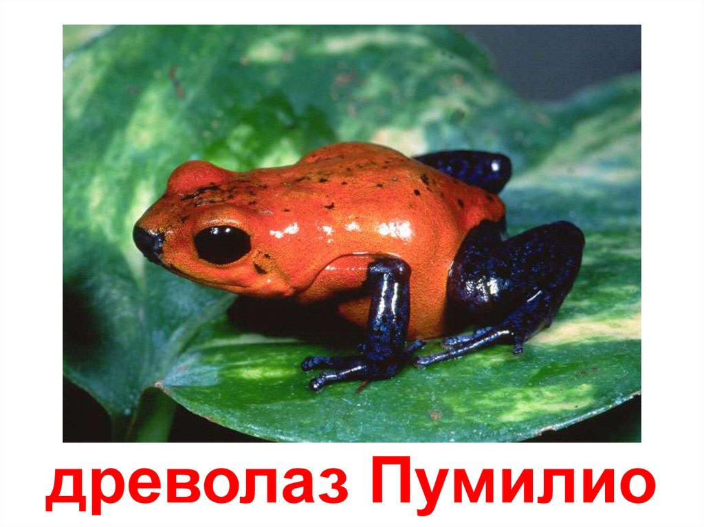 Бесхвостые земноводные - презентация онлайн