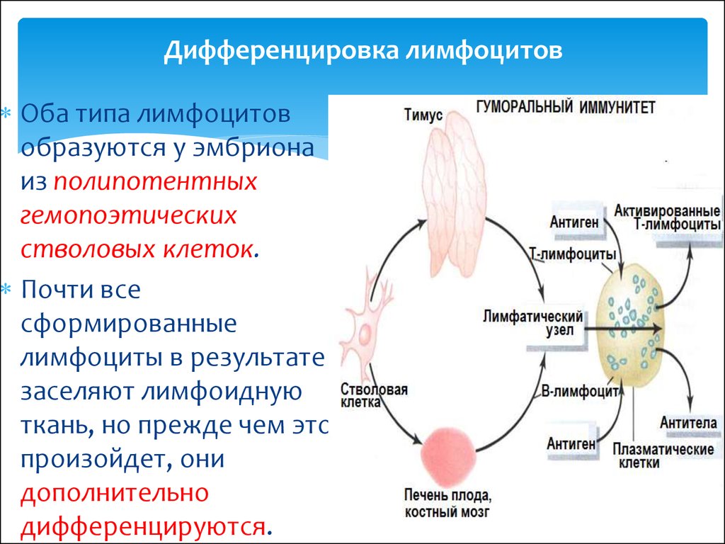 Схема дифференцировки т лимфоцитов