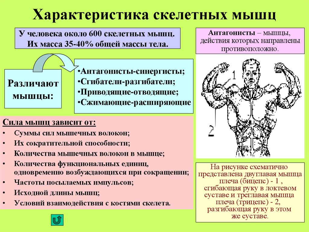 Мышечное усилие. Характеристика скелетных мышц. Характеристика мышц человека. Характеристика скелетной мускулатуры. Функциональная характеристика мышц.