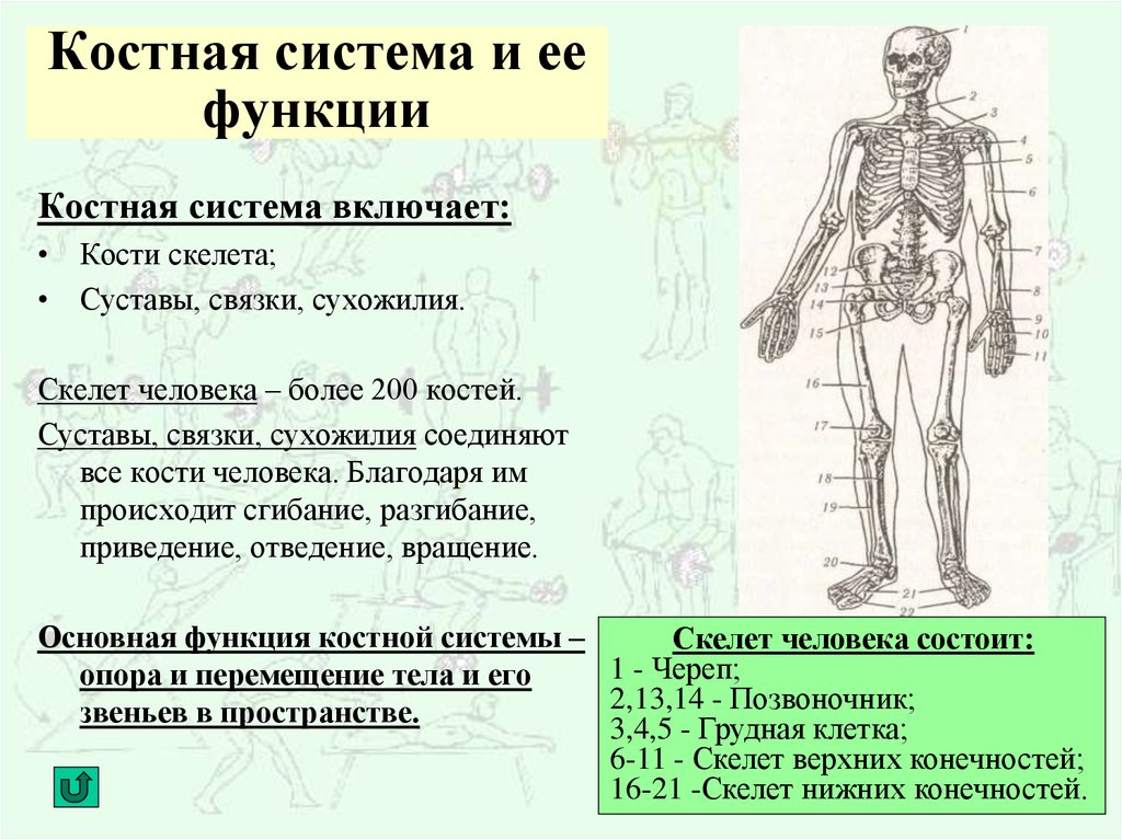 Функция скелета организма. Костная система строение и функции. Система органов костная система функции. Костаная система и ее функции. Структура костной системы человека.