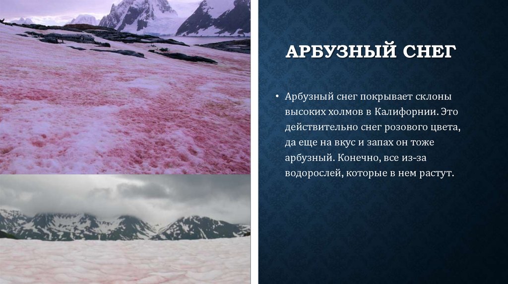 Выпал розовый снег. Арбузный снег водоросли. Арбузный снег в Антарктиде. Красный снег в горах. Арбузный снег в горах.