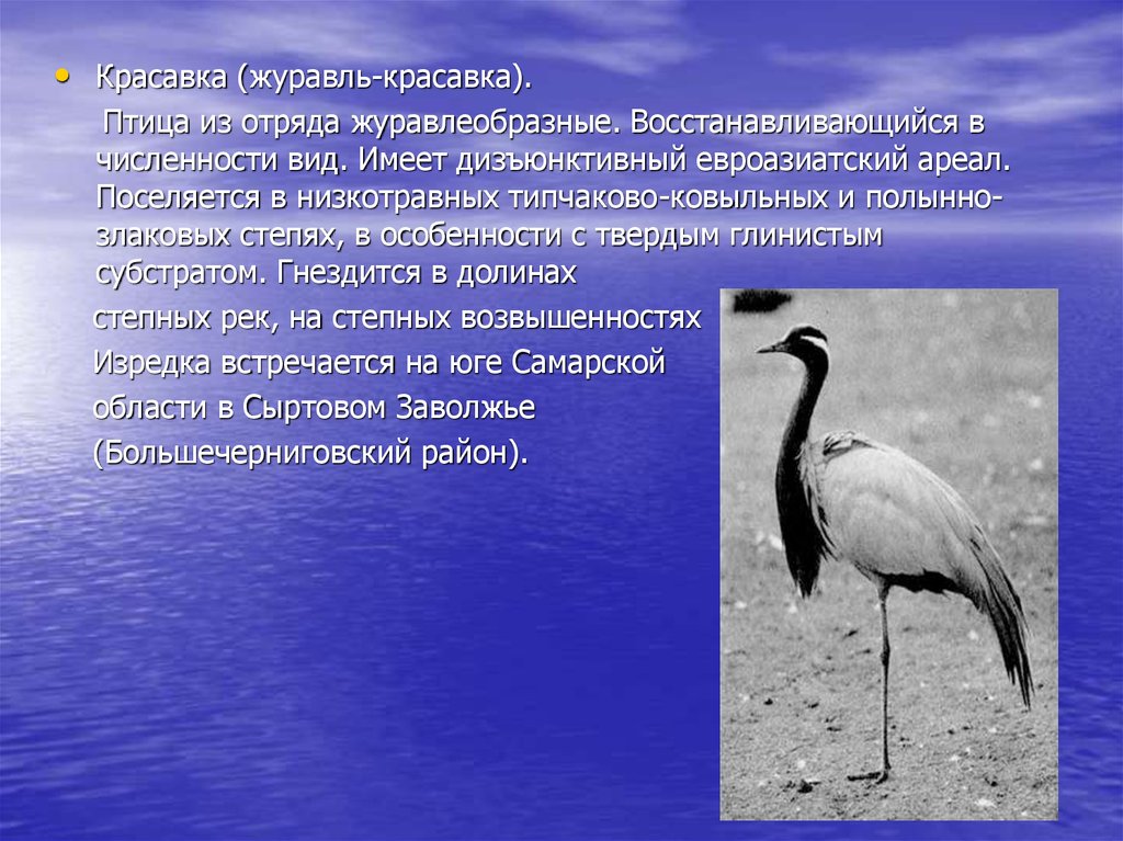 Отряд журавлеобразные виды. Журавли красавки ареал. Журавль красавка Самарской области. Журавль красавка птица Самарской области. Информация о Журавле Красавке.