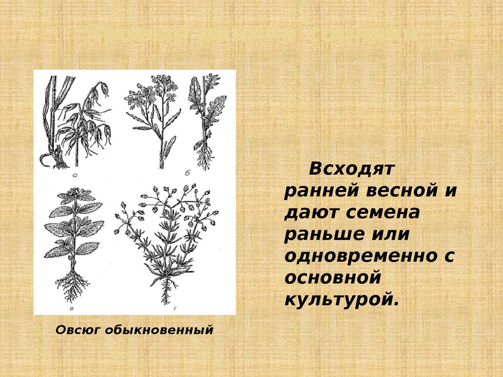 Вред и польза сорняков презентация