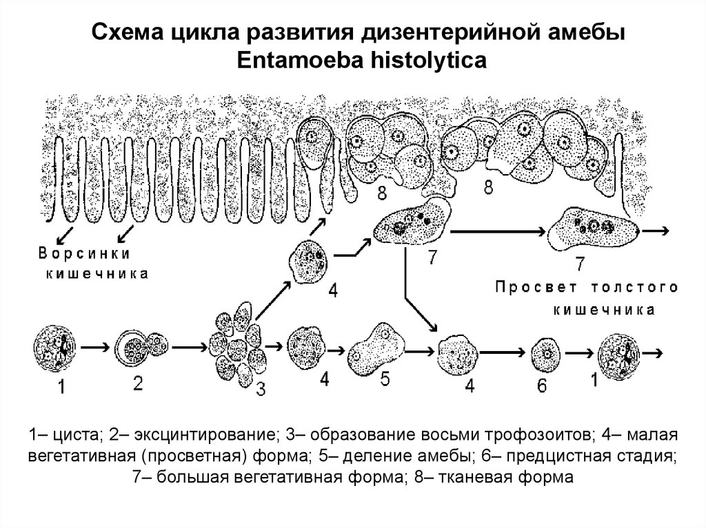 Стадии жизненного цикла цисты. Стадии жизненного цикла дизентерийной амебы. Жизненный цикл дизентерийной амебы схема. Схема жизненного цикла развития дизентерийной амебы. Цикл развития дизентерийной амебы схема.