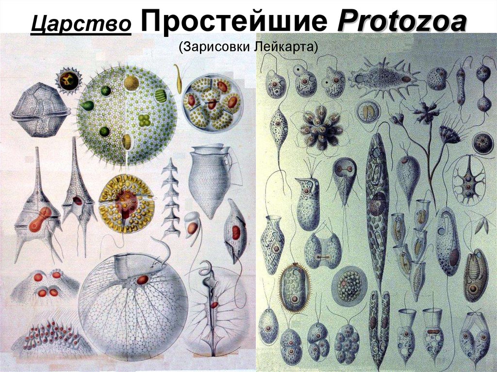 Сколько простейших известно. Царство протисты. Царство protozoa. Царство животные простейшие одноклеточные. Царство: животные (Zoa) Подцарство: одноклеточные, или простейшие (protozoa).