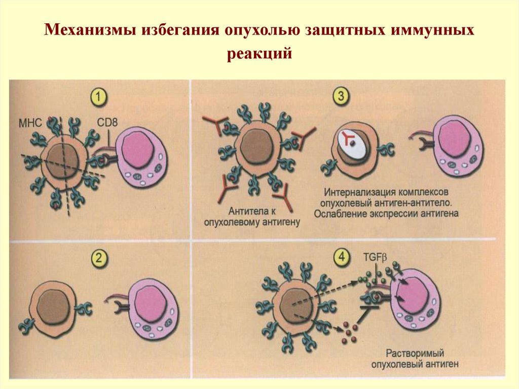 Иммунные часы. Механизм избегания опухолями иммунологического надзора. Механизмы противоопухолевого иммунитета иммунология. Механизмы избегания опухолью защитных иммунных реакций. Механизмы иммунологических реакций.