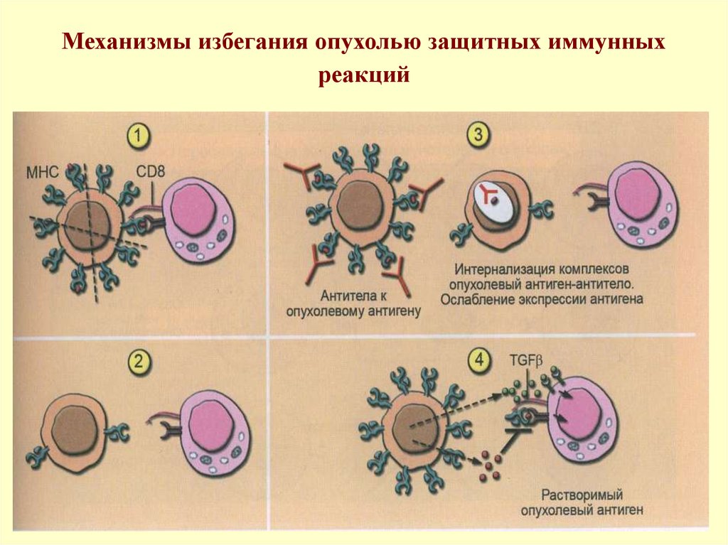 Иммунология беременности презентация