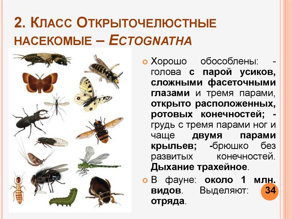 К какому типу относят насекомых