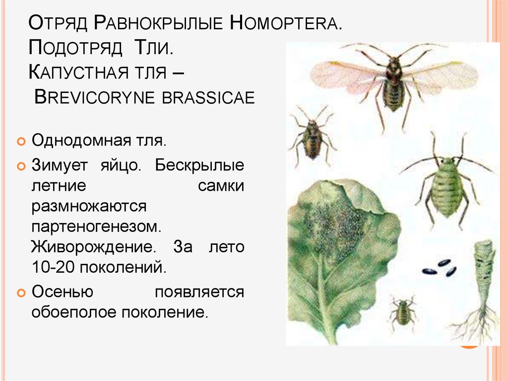 К какому типу относят насекомых. Отряд Равнокрылые тля. Равнокрылые цикл развития. Капустная тля (Brevicoryne brassicae.). Отряд Равнокрылые подотряды.