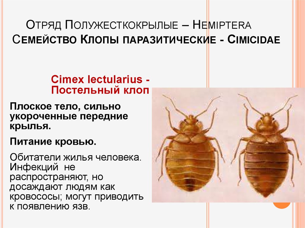 Постельный клоп значение. Постельный клоп (Cimex lectularius). Постельный клоп Cimex lectularius (личинки, нимфы). Клопы или полужесткокрылые представители отряда. Клопы полужесткокрылые представители.