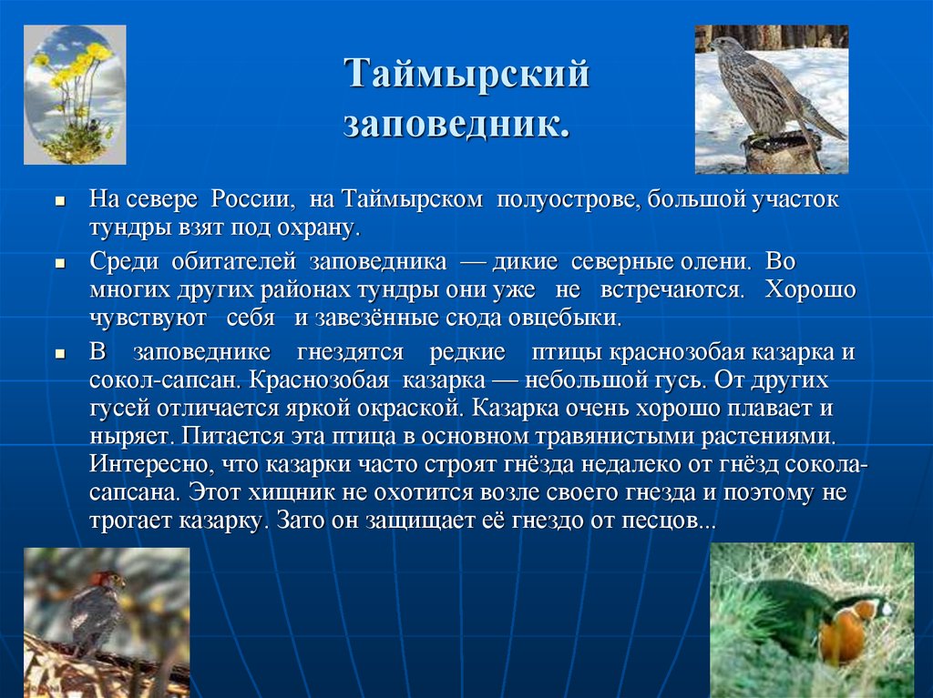 Охрана природной зоны. Таймырский заповедник природная зона. Природные зоны 4 класс окружающий мир Таймырский заповедник. Таймырский заповедник доклад. Таймырский заповедник сообщение.