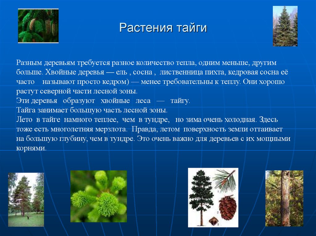 Растения тайги 5 класс биология впр. Ель пихта сосна кедр лиственница. Растения тайги. Растения в хвойных лесах. Растительность тайги информация.