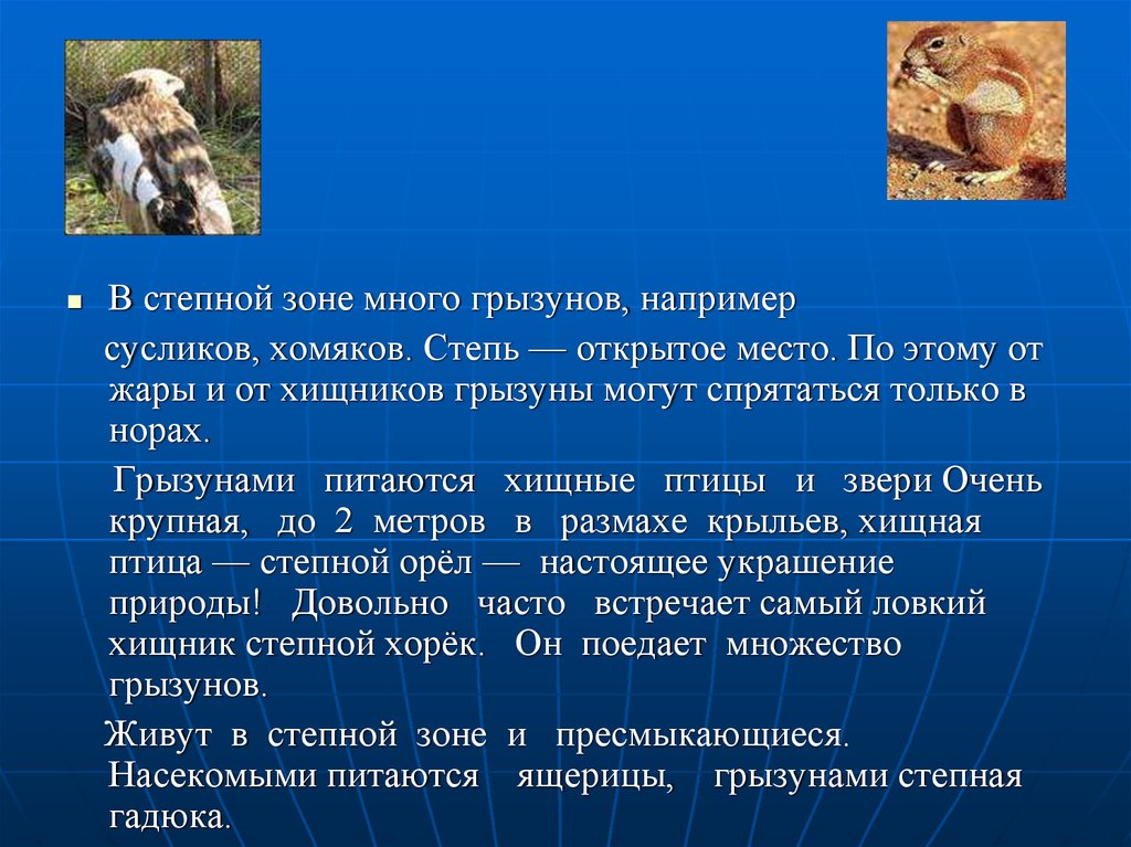 Тест зона степей 4. В Степной зоне много грызунов. Степной хомяк сообщение. Информация о Степном хомяке. Доклад о Степном хомяке.