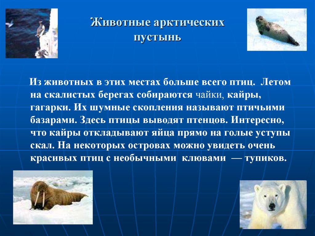Определите животных арктических пустынь. Животные зоны арктических пустынь 4 класс. Животные в арктических пустынях. Животный мир арктической пустыни. Арктическая пустыня животные.