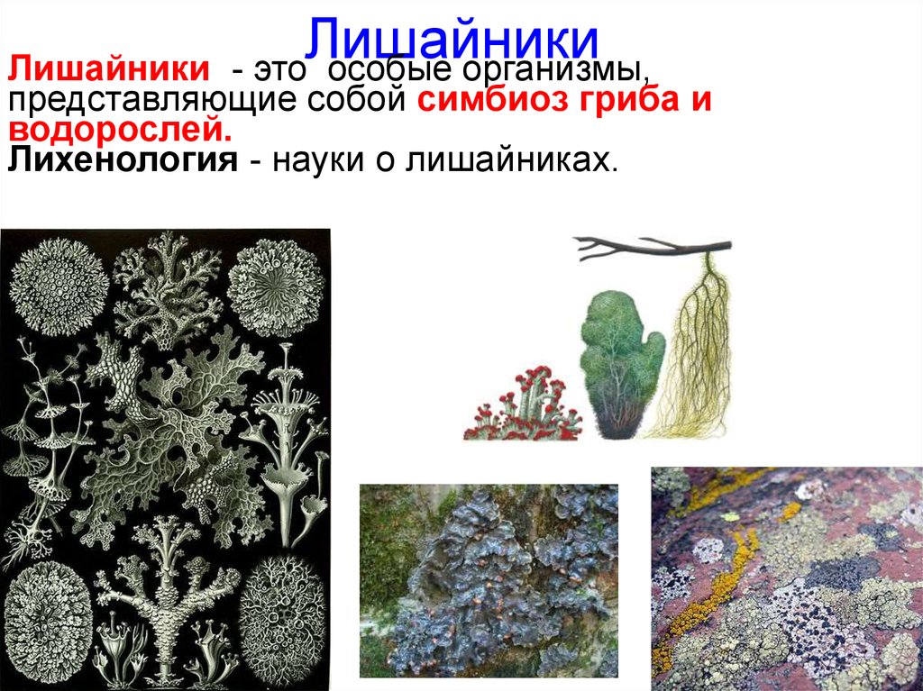Общие признаки лишайников и растений. Лишайник-кладония симбиоз. Царство лишайников. Строение лишайника ЕГЭ. Урок биологии лишайники.