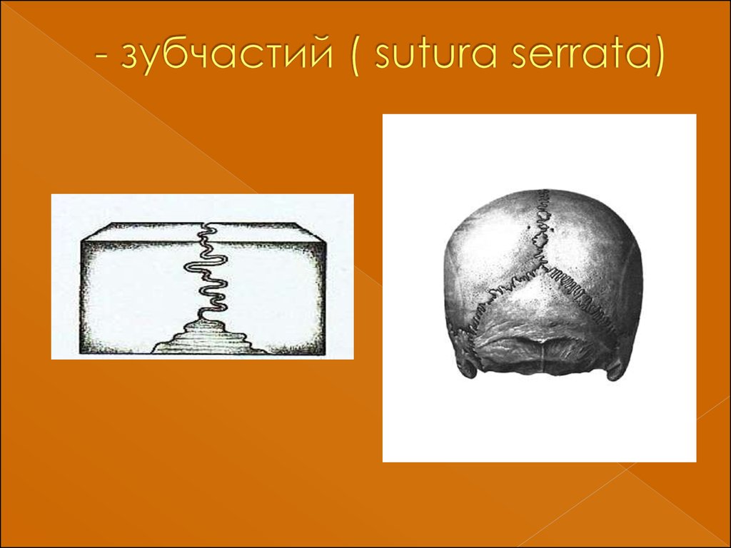 Види з. Sutura serrata на русском языке. Ora serrata анатомия.