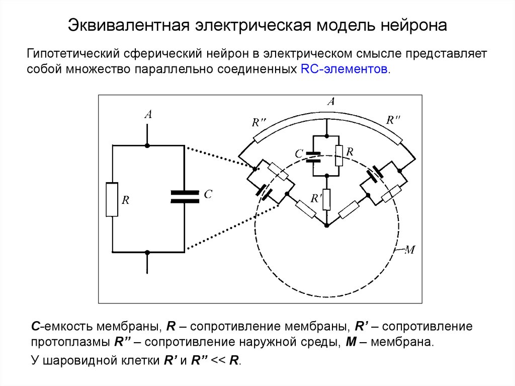 Электрическая модель. Электрическая модель нейрона. Нейрон электрическая схема. Искусственный Нейрон электрическая схема. Эквивалентная электрическая модель.