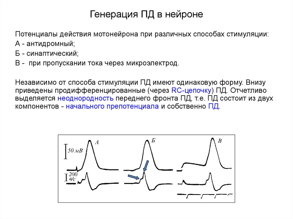 Потенциал действия в нейроне возникает в