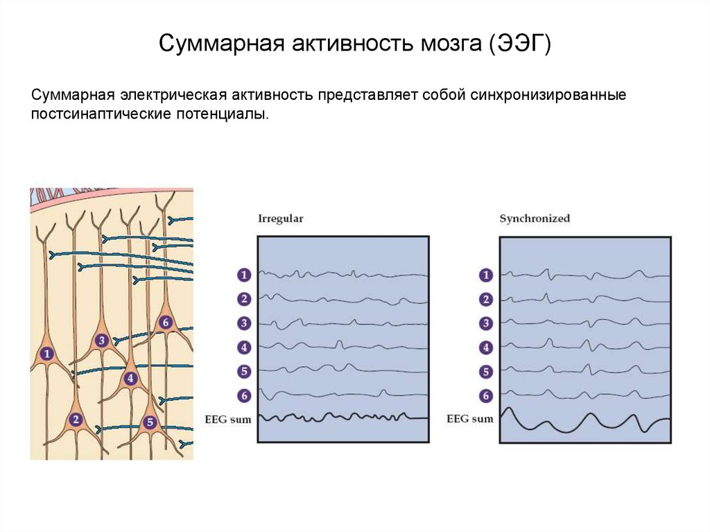 Потенциал ээг. Электрическая модель нейрона. Суммарная электрическая активность это. Схема ЭЭГ Нейрон. Синхронизированное ЭЭГ.