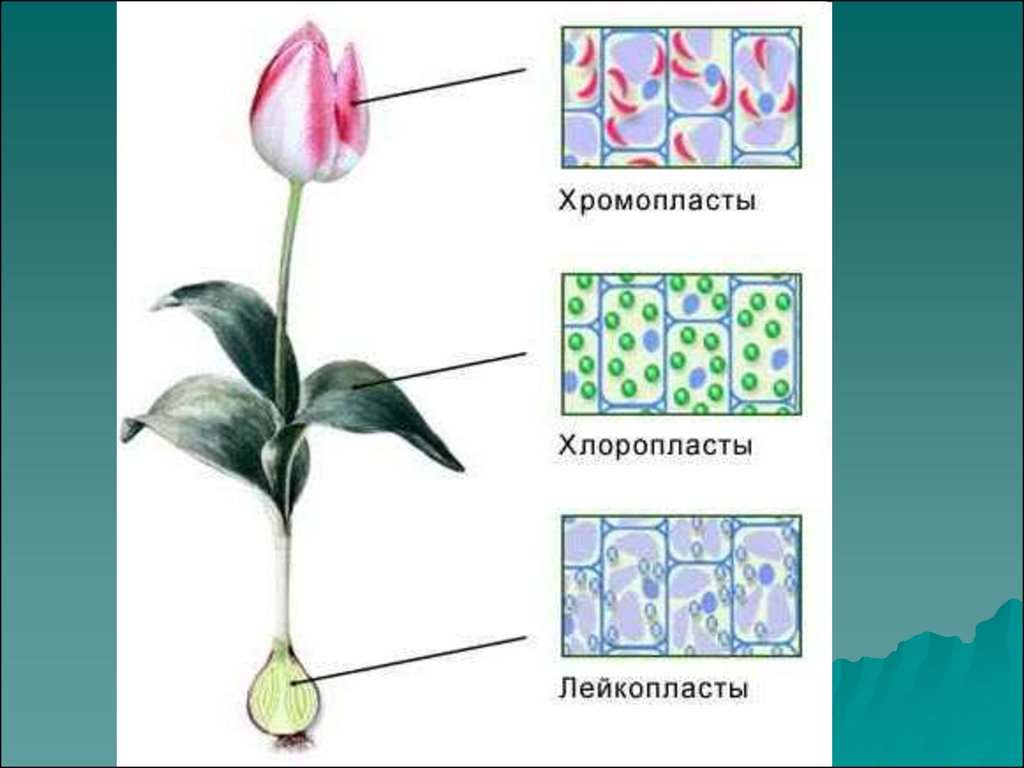 Лейкопласты в растительной клетке. Хромопласты растительной клетки. Пластиды в клетках растений. Пластиды растительной клетки. Хлоропласты хромопласты лейкопласты.